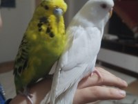 Albino ve jumbo muhabbet kuşlar