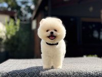 Royal Pomeranian Boo