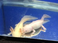 25 cm damızlık çift aksolotl