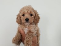 DÜNYA TATLISI MALTİPOO KALİTELİ BEBEKLER