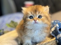 Dünyanın en güzel british longhair kedisi