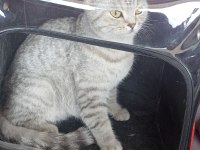 1 yaşında sahibinden british longhair