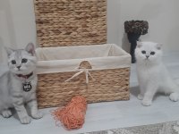 British Shorthair Tabby