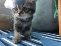 2 aylık British Shorthair