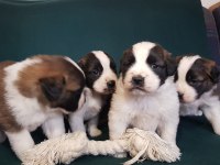 DEV ST BERNARD MİNİKLERİMİZ