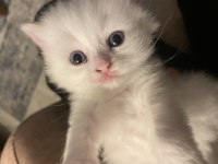 British longhair british shorthair