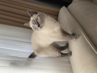 British Shorthair Bluepoint Dişi