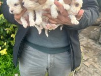 Irk sağlık garantili cavalier king charles bebek köpekleri