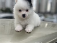 A kalite pomeranian boo bebekler