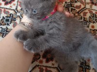 Scottish fold iki aylık kuru mama geçti kum eğitimi tam