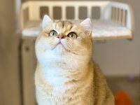 Ayıcık tipli golden british shorthair