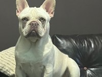 Anatomi Harikası Lilactan platinum French Bulldog