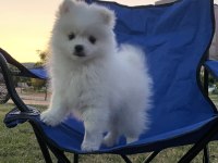 POMERANIAN YAVRUMUZA ÖMÜRLÜK YUVA ARIYORUZ