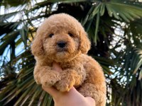 Toy Poodle Köpeğimiz Yeni Yuvasına Hazır