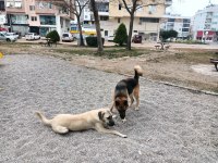 Alman kurdu