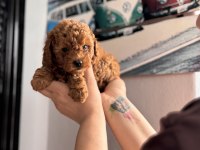 Toy Poodle 50 Günlük