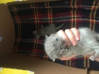 Scottish Fold Yavrular