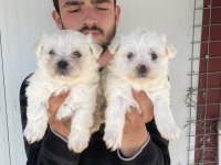 0 NUMARA BEYAZ MALTESE TERRİER YAVRULAR