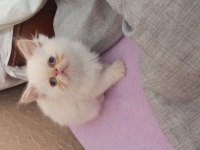 Teslime Hazır Erkek ve Dişi İran Kedisi Yavrular