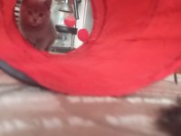 Minik erkek ve beyaz melek kedimiz