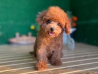 Toy Poodle Bebekler Referans Yavrular