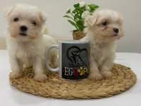 Muhteşem Teacup Maltese Bebekler