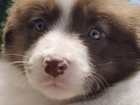 11 Aylık Border Collie