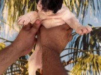 Fransız bulldog Yavrularım