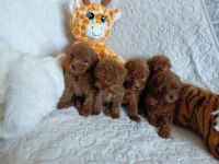 Toy poodle köpeği