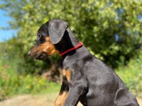 Doberman yavru son 2 adet