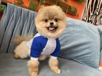 Show Kalite TEDDY bear Pomeranian Boo