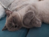 British shorthair sahiplendirilecek yuva arıyoruz