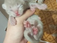 Adana Scottish Fold 15 Günlük