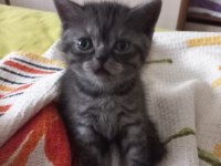1 AYLIK BEBİŞ KEDİLER