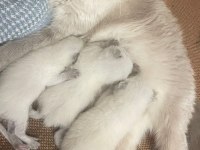 Safkan Scottish Fold