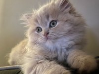 Anne altından 2 aylık chinchilla yavrular