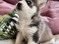 SAFKAN HUSKY YAVRULARI