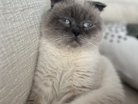 Blue Point Scottish Fold