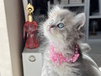 Güzellik Abidesi British Longhair