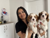 Sağlık ve ırk garantili cavalier king charles yavrularım