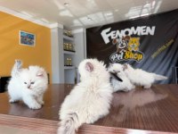 ORJİNAL IRK YAVRU KEDİLER ANKARA MAĞAZAMIZDA GÖRÜN 