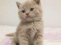 Her Renkten British Shorthair Yavrular
