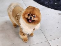 Şampiyon efsane erkek yetişkin pomeranian