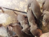 Sahiplendirme doberman