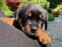 Rottweiler son yavrular yetişen kazanır kapıda ödemeli