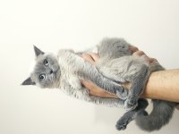 Beyaz atlı prens british longhair