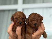 ORJİNAL TEACUP KORE POODLE BEBEKLER 
