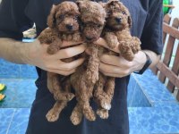 Kore Red Brown Poodle Yavrularımız
