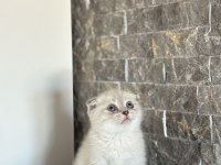 SCOTTISH FOLD BEYAZ YAVRULARIM 
