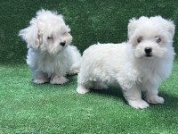 MALTESE TERRİER YAVRULAR